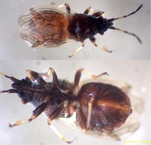 Macroplax preyssleri